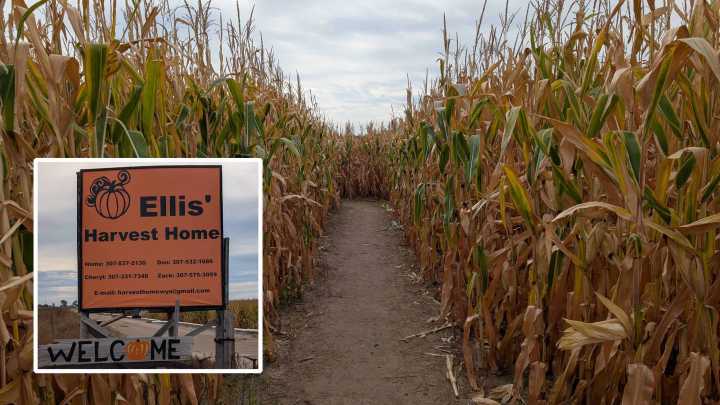 If You Get Lost At Ellis' Harvest Home Corn Maze In Lingle, They Send Out A Drone