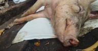 Taiwan reports its first case of African swine fever and culls scores of pigs