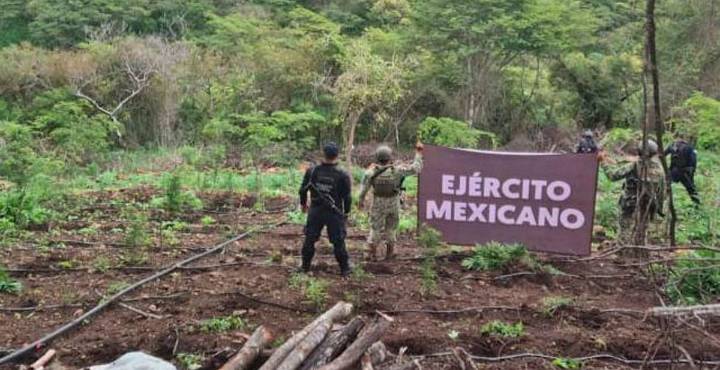 Aseguradas y destruidas 7 toneladas de marihuana en Turicato: SSP
