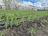 Sistema de riego por goteo en la plantación de ajos violetas de RGA Alimentos