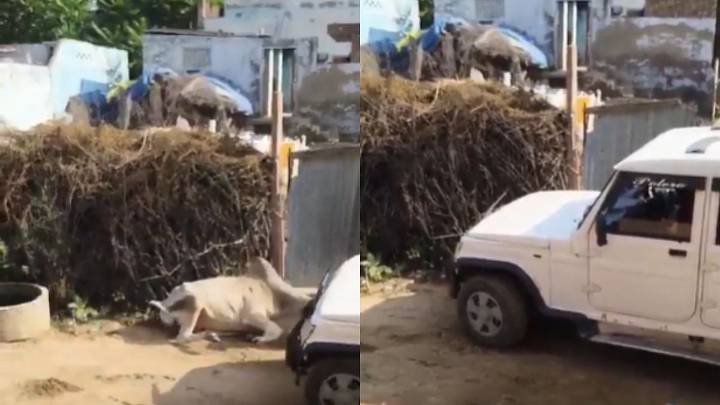 Rajasthan: Bull Killed After Being Repeatedly Run Over By Bolero SUV In Sikar; Heart