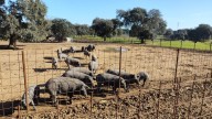 El Ministerio de Agricultura garantiza su apoyo tras los aranceles chinos al porcino, un sector clave en Extremadura