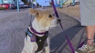 Volusia County considers new dog-friendly stretches of Daytona Beach