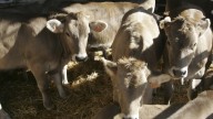 Sacrifican 123 terneros al confirmarse el primer caso de dermatosis nodular en España