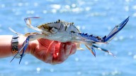WA’s spring blue swimmer crabbing ban begins in September for spawning season