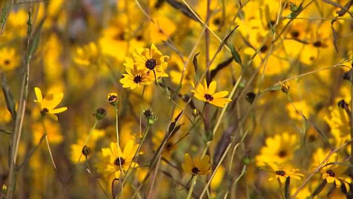 Lake Jesup floodplain bursts with native ‘swamp sunflower’ bloom