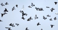 Michigan shooting: Bird poop leads investigators to suspect