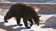 Black bear caught at Arizona elementary school. Watch