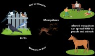 Placer County confirms first West Nile virus death of season  
