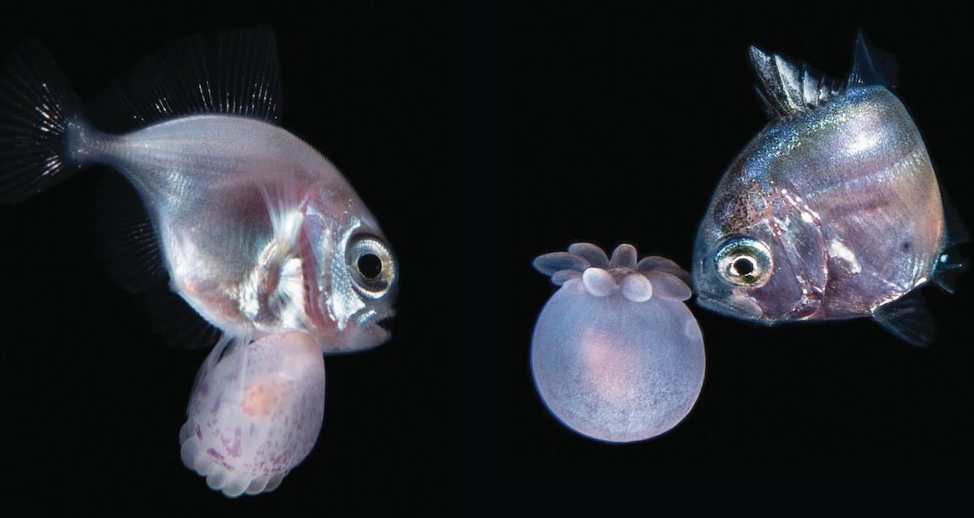 Nighttime Dive Reveals Never-Before-Seen Teamwork Between Young Fish and Anemones
