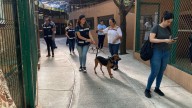 Tras nueve jornadas, ‘Huellitas del Bienestar’ ha encontrado hogar a más de 50 perros y gatos en Mazatlán