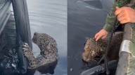 Brasil: Rescatan a jaguar herido que nadó por horas para sobrevivir a ataque humano (VIDEO)