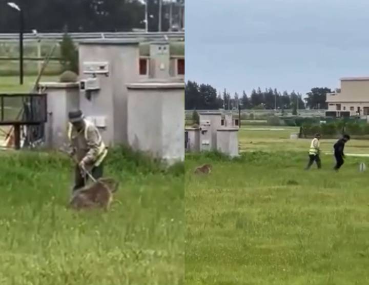 "Lo querían matar". Atacaron a golpes a un carpincho en un barrio privado: quedó en estado crítico