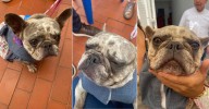 “Sol renació”: la perrita rescatada de un criadero clandestino que hoy tiene una nueva vida llena de amor