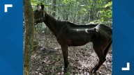 Lenoir man charged with felony animal cruelty for malnourished horse