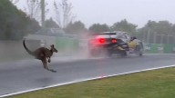 Bathurst Racer Kai Allen Narrowly Avoids Clash With Wild Kangaroo While At 200 Km/hr Speed