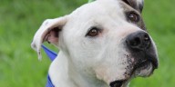 Expertos advierten sobre prácticas habituales que pueden poner en peligro la salud de mascotas en la noche de Halloween