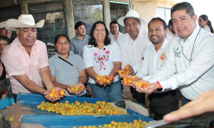 Puebla lidera producción nacional de tejocote con más de 5 mil toneladas