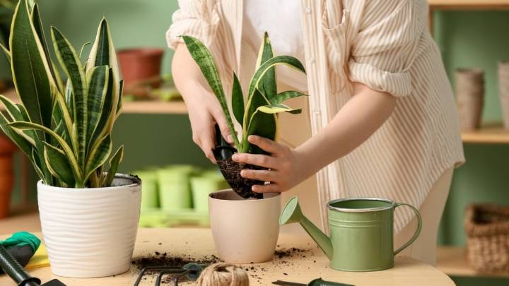Pocos lo saben: lo que debes agregarle a la maceta de tu sansevieria o lengua de suegra para tener una planta vigorosa todo el año