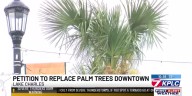Lake Charles resident starts petition for shade trees on Ryan Street