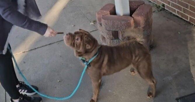 Cedar Bend Humane Society Pet of the Week