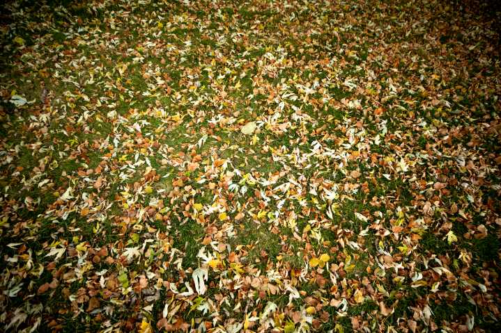 What should I do with my leaves in Denver?