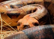 El riesgo acecha a varias especies animales en medio de Halloween