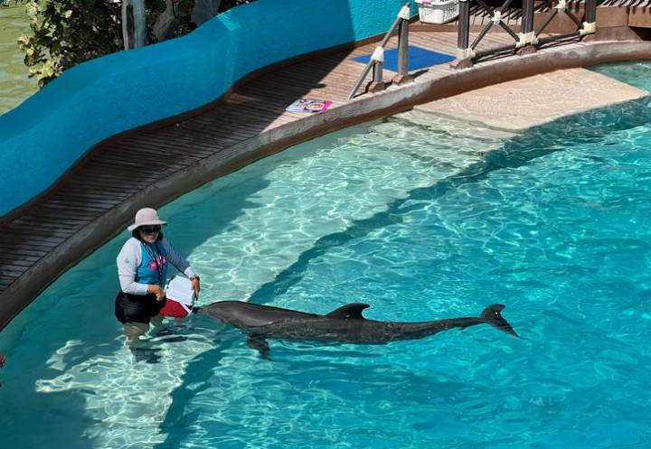 Profepa exige inventario de ejemplares en cautiverio a delfinarios en Q. Roo