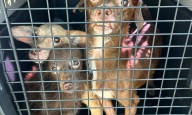 Descubren caso de maltrato animal durante allanamiento en Coamo