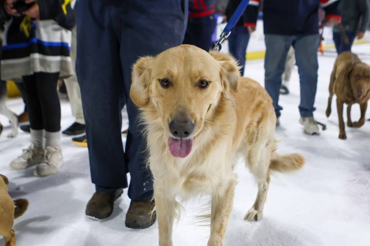 T-Birds establish ‘Luff’s Pups’ partnership with Foundation for TJO Animals