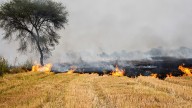 308 stubble burning cases in Punjab since Sept 15; Tarn Taran records maximum