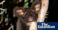Fiery Senate exchange reveals investigation into coal firm allegedly clearing endangered greater glider habitat