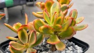 Por qué no hay que ponerle sal al sustrato del árbol de jade