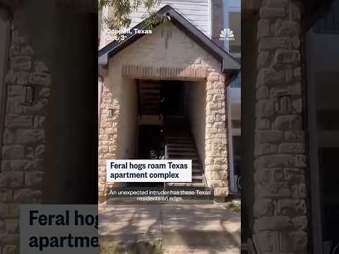 Feral hogs roam Texas apartment complex