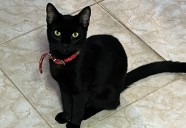 Ciudad española suspende adopción de gatos negros por riesgo de prácticas esotéricas en Halloween