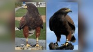 1 hawk recovered after SoFi Stadium theft, another remains missing