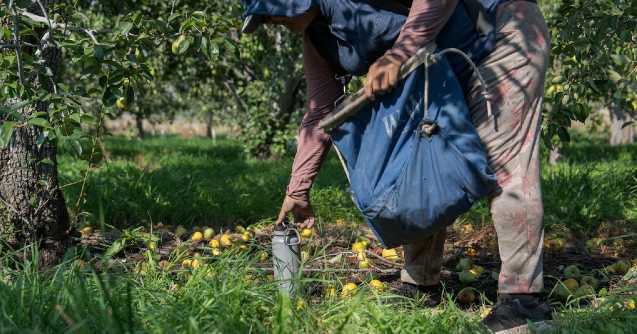 As heat gets more extreme, pregnant farmworkers are increasingly at risk