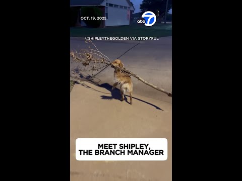 Meet Shipley, the branch manager