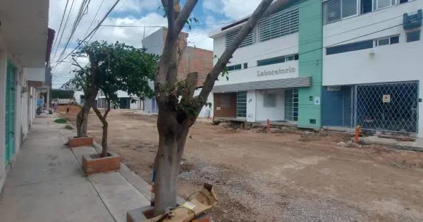 En 2025, hasta cinco sanciones por tala de árboles