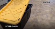 The other Alaska airlift: Volunteers save dogs from a flooded Alaska village, 1 tiny plane at a time