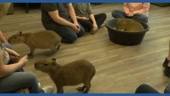 St. Augustine Capybara Cafe brings together entertainment and conservation
