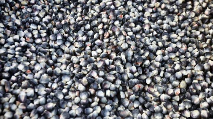 Precio de garantía solo apoya al sureste y excluye a productores del Centro y Norte: GCMA