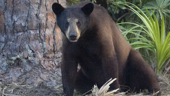 Bear Warriors' injunction to stop bear hunt will be heard in November