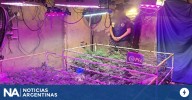 Desmantelan un invernadero clandestino de marihuana en Avellaneda: un detenido