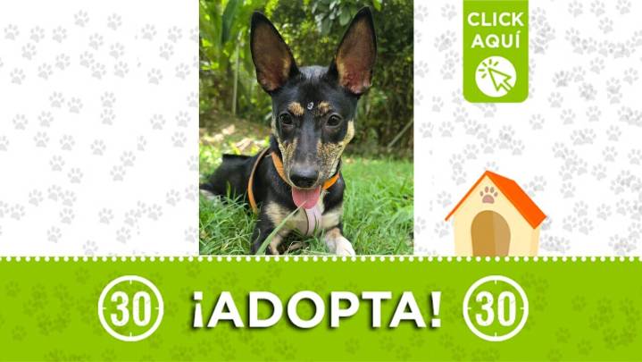 ¡Renata está lista para ser adoptada! Dale una oportunidad a esta hermosa cachorrita