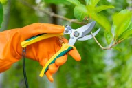 Want Healthier Trees Come Spring? Here’s When to Prune Them