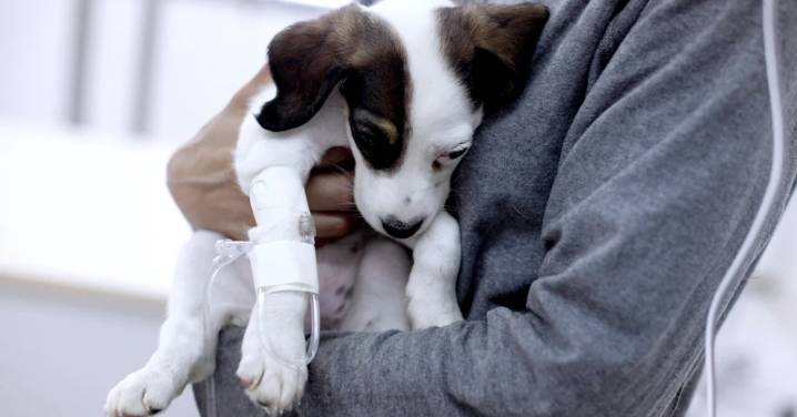 Dueña de mascota funó en redes a veterinaria por supuesto error de diagnóstico: Corte ordena eliminar publicaciones ofensivas