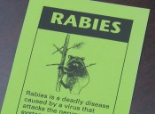 Raccoon found with rabies in Houston County