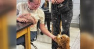 South Allegheny School District getting a therapy dog