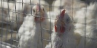 Bird flu detections in Jefferson County part of years
